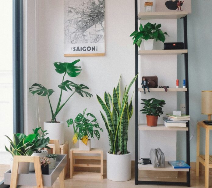 Houseplants