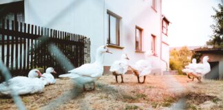 Duck farm bird flu outbreak California